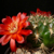 Sulcorebutia sanpedroensis aff. MN 623 (S Poroma)