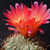 Sulcorebutia tiraquensis 'bicolorispina' BLMT 11.01