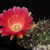 Lobivia pugionacantha v. rossi MN 475