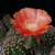 Lobivia torrefluminensis MN 480