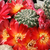 Sulcorebutia losenickyana MN 247 (N Sucre, Bol)