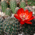 Rebutia brunescens MN 631 (Tarabuco, Bol)