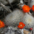 Rebutia fiebrigii 'densiseta' MN 781 (E Tarija)