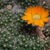 Rebutia flavistyla MN 777 (Rio Pilaya)