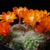Rebutia pulvinosa MN 778 (Rio Pilaya)