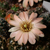 Rebutia pygmaea MN 741 (Tupiza - San Vicente, 4000m)