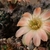 Rebutia pygmaea MN 749 (Curque-Iscayachi, 3600m)