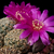 Sulcorebutia albissima MN 597 (Aiquile)