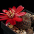 Sulcorebutia pulchra v. MN 454 (Molinero)