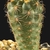 Gymnocalycium carolinense LB 1399 (Intihuasi, Gruta near crossroads Route 10/Route 39, San Luis, Arg)
