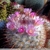 Mammillaria bombycina