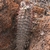 Austrocactus bertinii JN 1077 (3km W of Trelew, Chubut, Argentina)