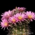 Echinocereus adustus ssp. roemerianus (Canatlan, Durango, Mexico)