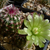 Echinocereus viridiflorus LZ 90 (Monarch Pass, Colorado, 2800m, USA)