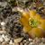 Rebutia steinmannii fma MN 498 (SW La Cueva, 3220m, Bol)