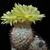 Parodia horrida MN 293 (Angastaco, 2000m, Salta, Argentina)