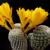 Sulcorebutia heliosoides PHA 1229 (Tarabuquillo, Bolivia)