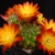 Sulcorebutia spec. HS 81 (Sivingani, Bolivia)