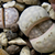 Lithops julii v. chrysocephala C 205