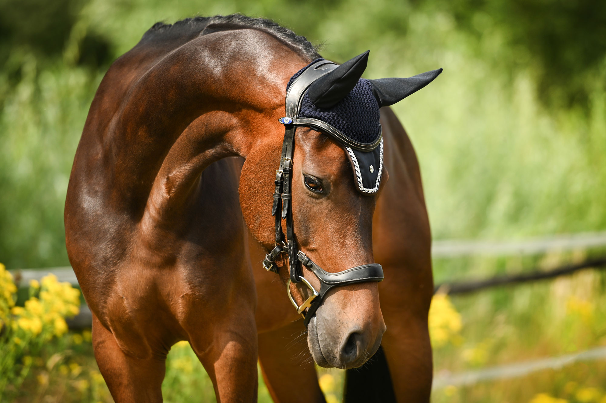 pony bridle