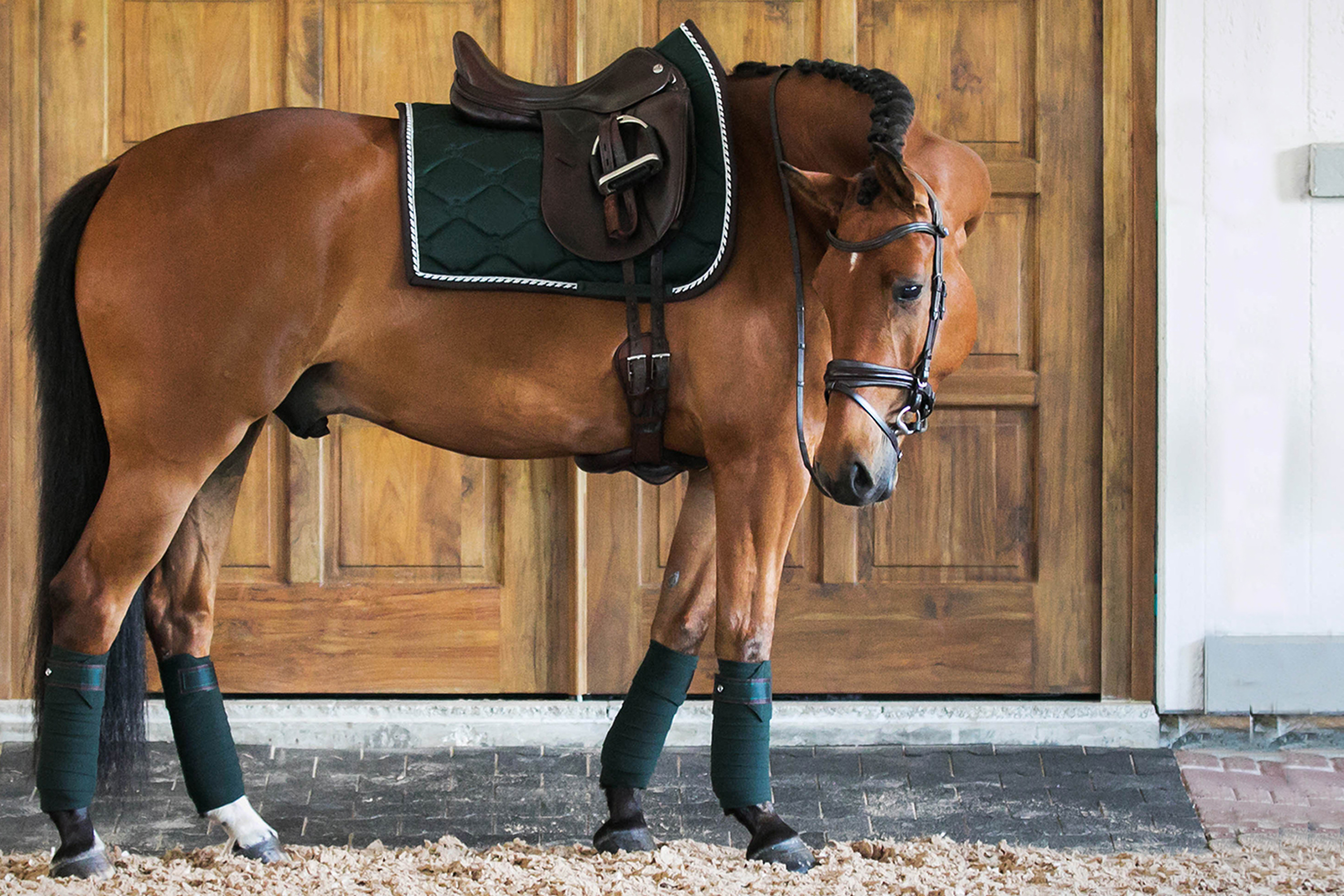 dressage tack